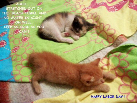 Labor Day Specials Kittens.