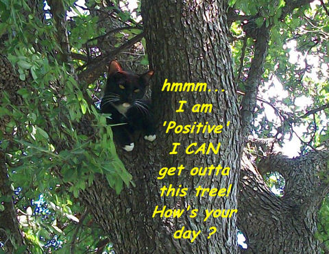 Positive Thinking Cat.