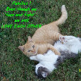 Family Cats.