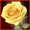 A Magical Rose!