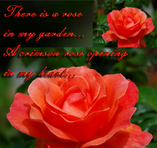There Is A Rose In My Garden.