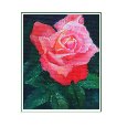 Deep Pink Rose.