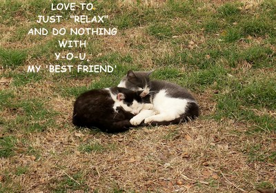 Best Friends Cats. Free Best Friends eCards, Greeting Cards | 123 Greetings