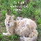 Am Here For You, Cat And Kittens Greeting Cards.