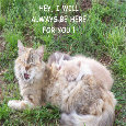 Am Here For You, Cat And Kittens.