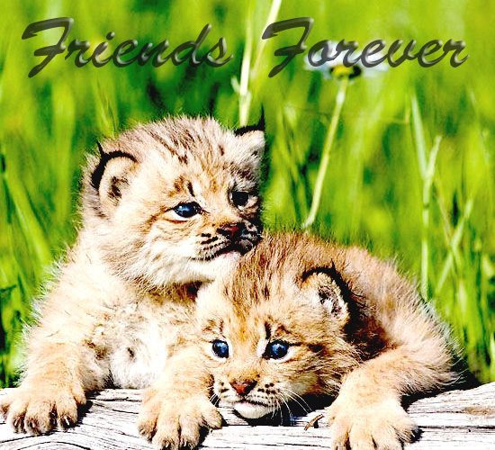 cute friends forever quotes
