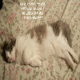 Friendship Caring Cat.