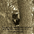 Home : Friendship : Hugs & Caring - Caring Cat.