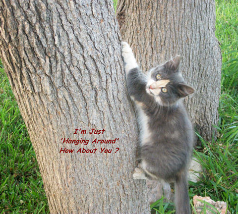 Hanging Around Friend Kitten.