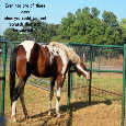Friendship Horse.