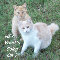 Frienship Kittens.