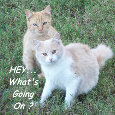 Frienship Kittens.