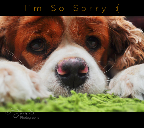 Please Forgive Me. Free Sorry eCards, Greeting Cards | 123 Greetings