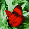 My Butterfly Friend.