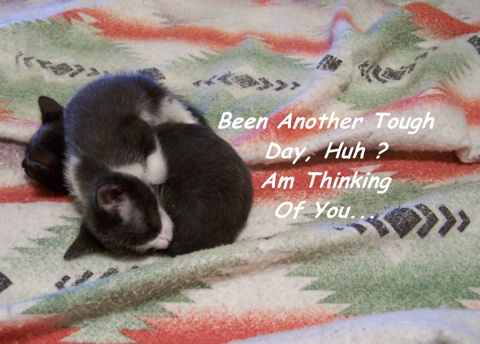 Thoughts Of You, Kittens.