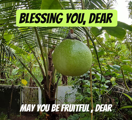 Blessing You Dear, Fruits.