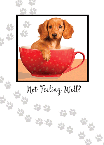 Get Well Cute Dachshund Dog In Cup.