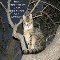 Good Night, Tree Kitty.