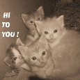 Hi! To You Kitties.