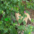 Kitty In Flowers Says, Hi! 