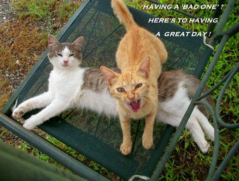 Everyday Great Day Cats. Free Have a Great Day eCards, Greeting Cards