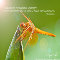 Inspirational Dragonfly Card.