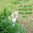 Great Summer Day Cat.
