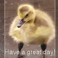 Little Duck Says Have A Great Day.