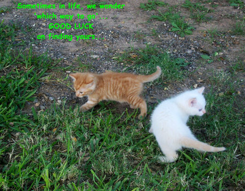 Good Luck Kittens. Free Good Luck eCards, Greeting Cards 
