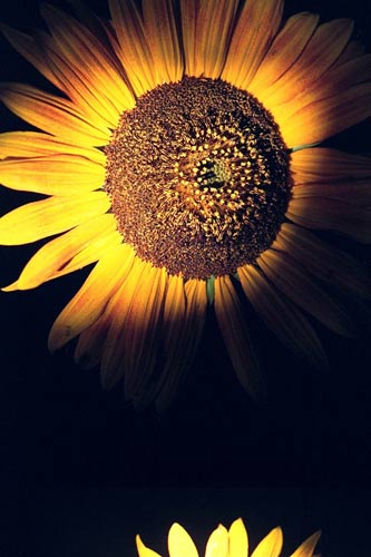 Sunflower.