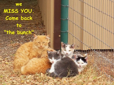 Miss You Kitties