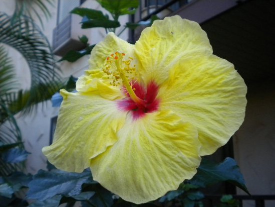 Bright Wishes For You.