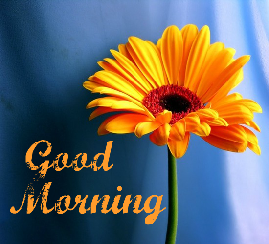 A Fresh Good Morning. Free Good Morning eCards, Greeting Cards | 123