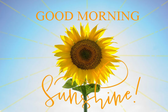 Good Morning Sunflower. Free Good Morning eCards, Greeting Cards | 123