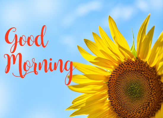 Good Morning Wishes With Sunflower. Free Good Morning eCards | 123