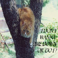 Good Morn Cat!
