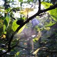 Fruits Of Light.