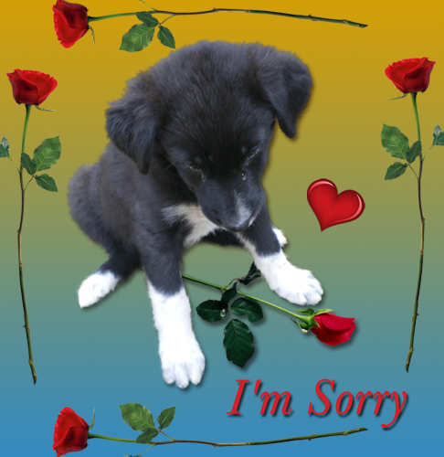 I Am So Sorry, Forgive Me...