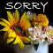 A Sincere Apology.