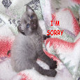 Am Sorry Kitten