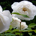 Peace Flowers.