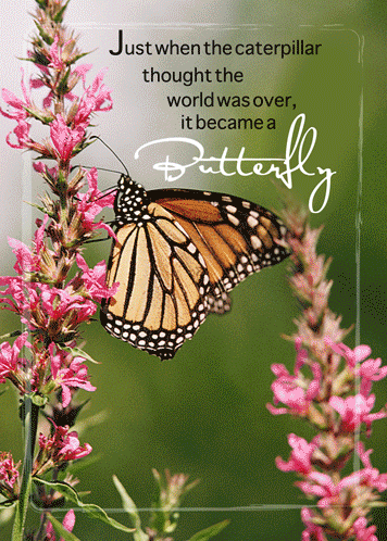 Take Care With Butterfly Wishes. Free Take Care eCards, Greeting Cards