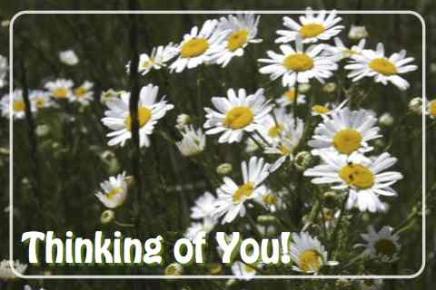 Thinking Of You Daisies. Free Thinking of You eCards 