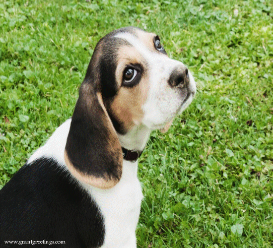 Thinking of You Beagle Dog Puppy Wearing Sunglasses Shiny Greeting Card NEW