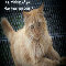 Thinking Of You Kitty.