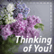 Thinking Of You With Love %26 Flowers!