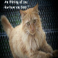 Thinking Of You Kitty.