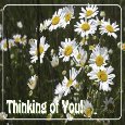 Thinking Of You Daisies.