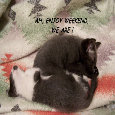 Kittens Enjoying Weekend!