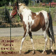 Weekend Horse.